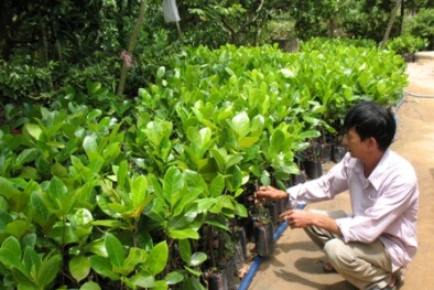 Phạt nặng vi phạm trong lĩnh vực giống cây trồng